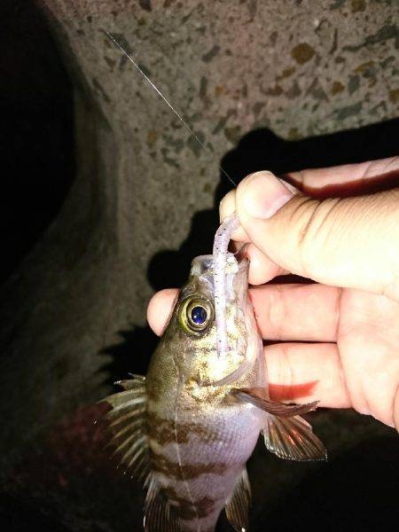 メバルの影が薄くなってきました