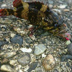 小学一年の息子が……
