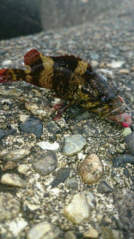 小学一年の息子が……