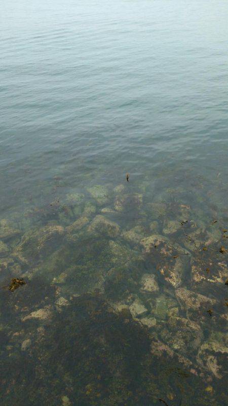 サイトフィッシングハマるわ~♪