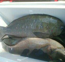 赤島１級磯にて梅雨グレ爆釣