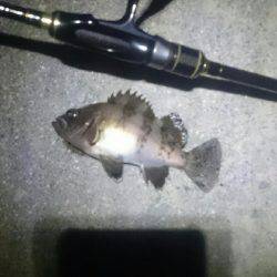 キワキワメバリング