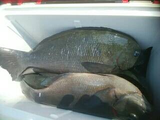 赤島１級磯にて梅雨グレ爆釣