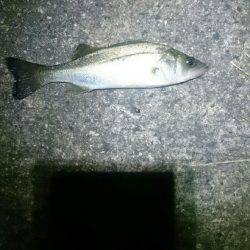 トップで出ました。