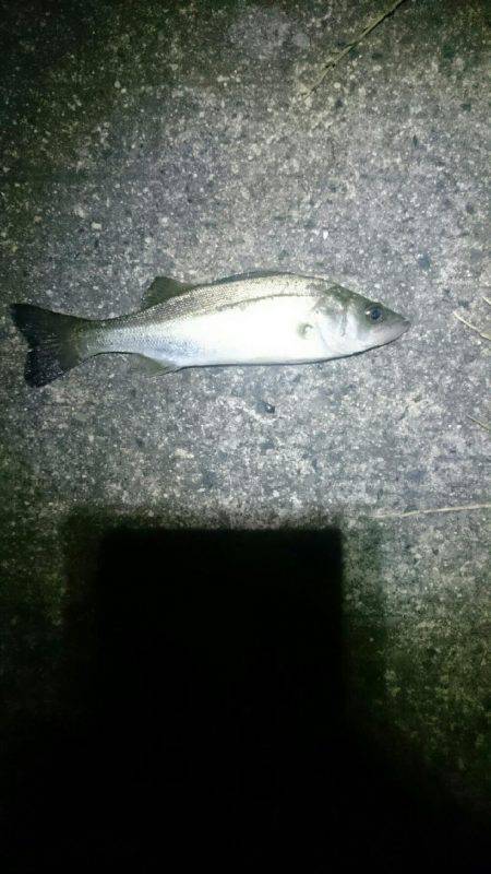 トップで出ました。