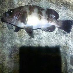 久しぶりです。