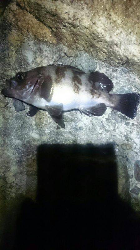 久しぶりです。