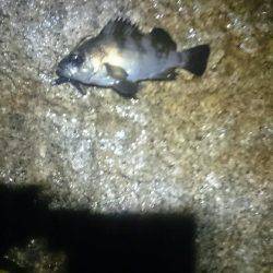 雨にも負けず。