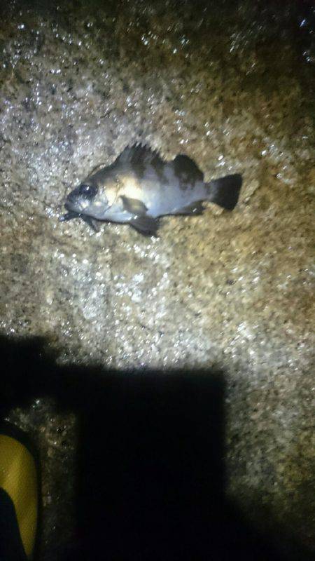 雨にも負けず。