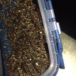 メバルを求めて行ったのに…