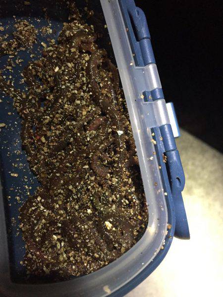 メバルを求めて行ったのに…