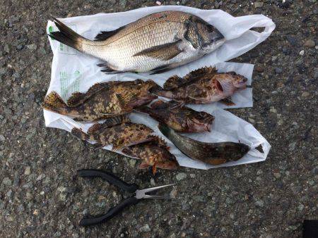 清水港 江尻埠頭、巴川河口、貯木場 チヌ落とし込み