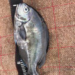 串本 沖磯フカセ&ルアー