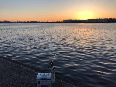 エビ撒き 再開‼︎