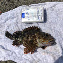 三崎磯で、メジナフカセ！