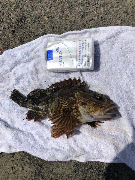 三崎磯で、メジナフカセ！