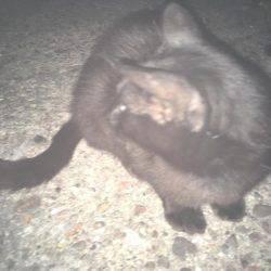 そろそろメバルも終わり？