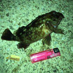 メバル渋め 気温の高さが原因？