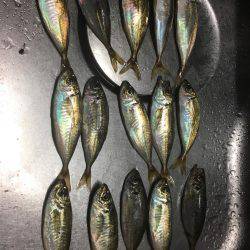 アジングつ抜けin横浜