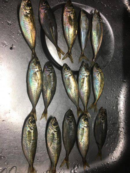 アジングつ抜けin横浜