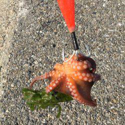 今年初、アコウ&タコ調査!