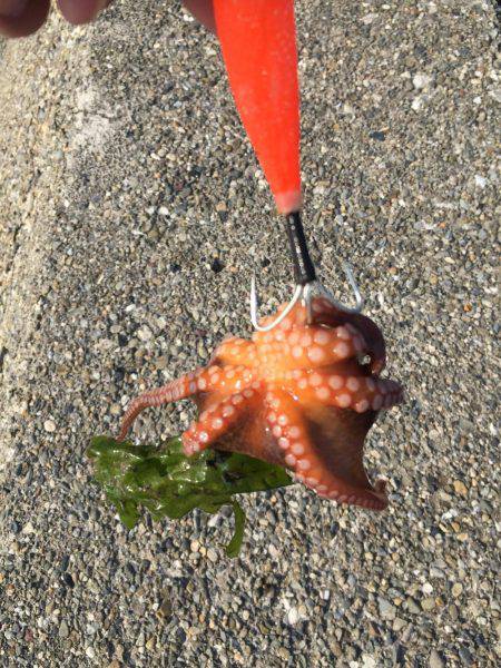 今年初、アコウ&タコ調査!