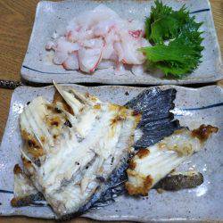 6月の海上釣堀オーパ!!