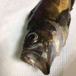 オトコの夜釣り（笑）