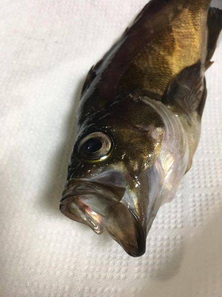 オトコの夜釣り（笑）