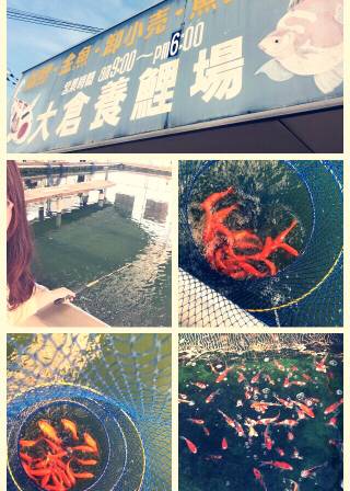 金魚釣り@大倉養鯉場