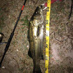 シーバスとマゴチ