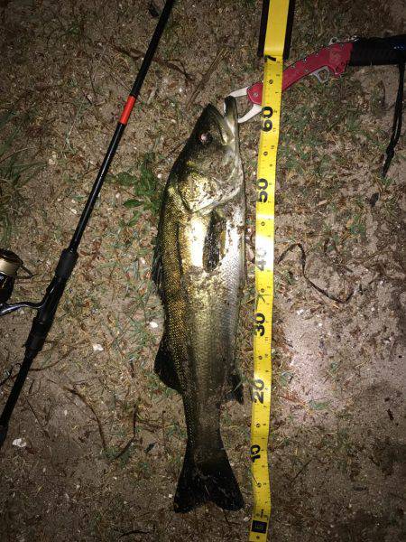 シーバスとマゴチ