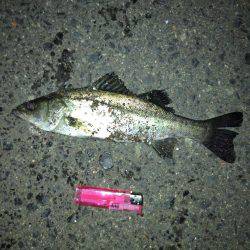 メバリングまだ楽しめるぞ!