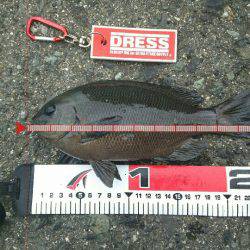 エビ撒きズボ釣り