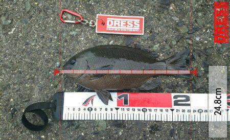 エビ撒きズボ釣り