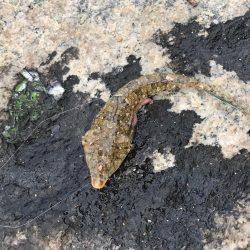 久しぶりのチョイ投げ   エサ釣り最強説