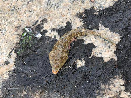 久しぶりのチョイ投げ   エサ釣り最強説