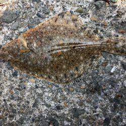 五目釣りになってしまった