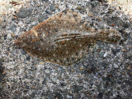 五目釣りになってしまった