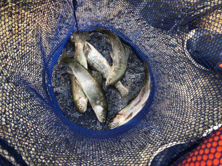 初のエリアトラウト！