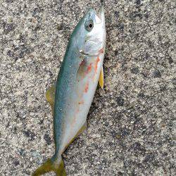 ツバス爆釣と言っても良いですか