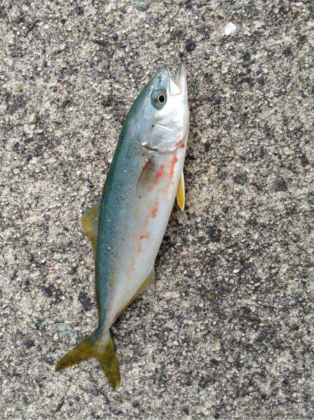 ツバス爆釣と言っても良いですか