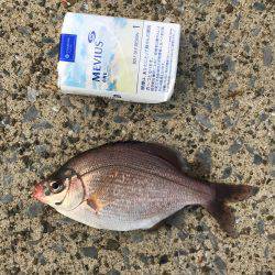 アジ、爆釣しました！