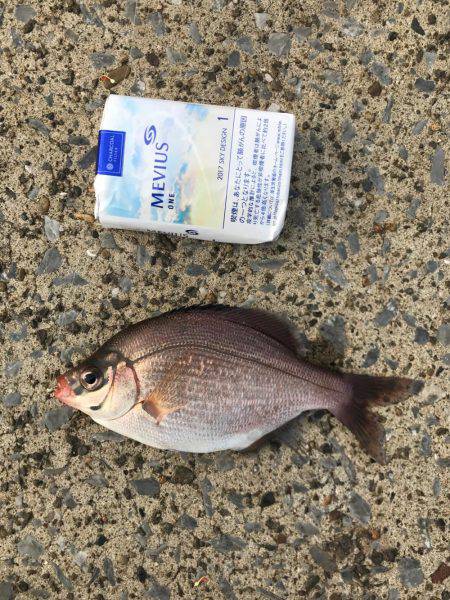 アジ、爆釣しました！