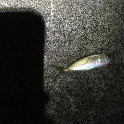 香住でメバリング