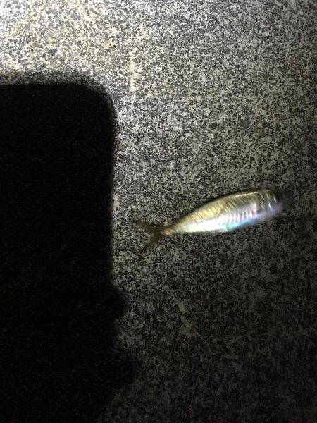 香住でメバリング