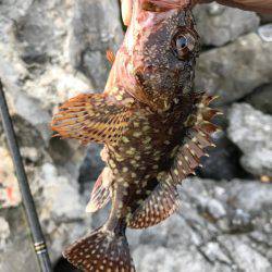 ロックフィッシュ!アコウ!!ガシラ!!!