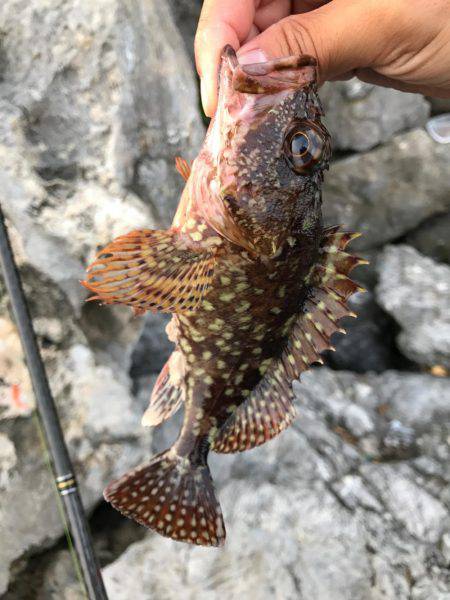 ロックフィッシュ!アコウ!!ガシラ!!!