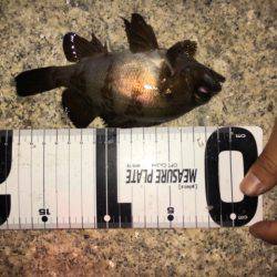 月曜からメバリング