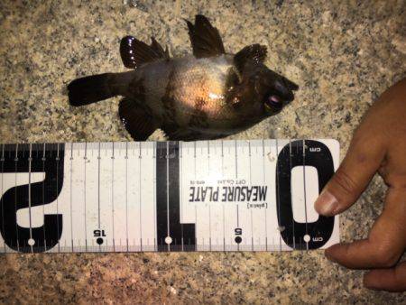 月曜からメバリング